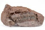 Crotalocephalina Trilobite With Prepared Microfossils #210219-1